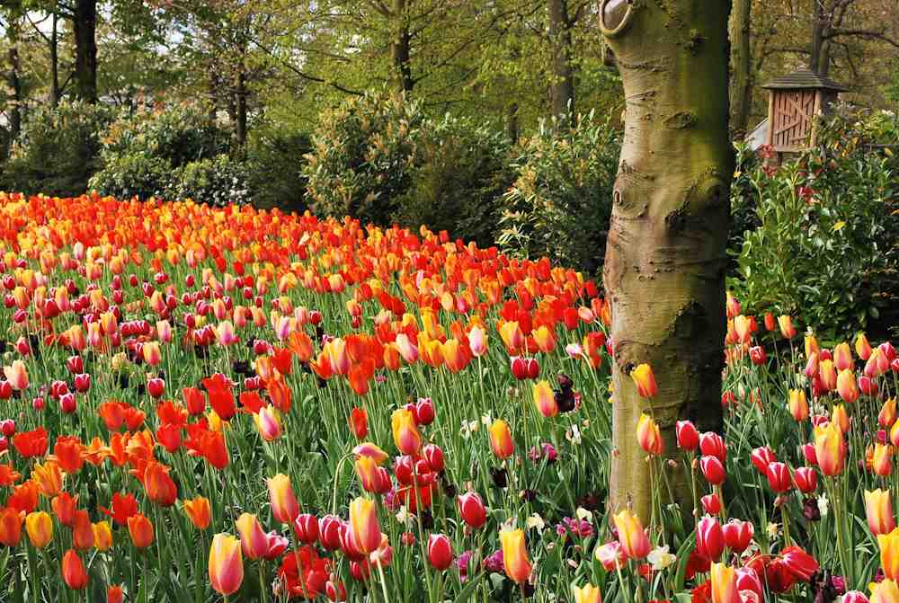 Keukenhof Lisse