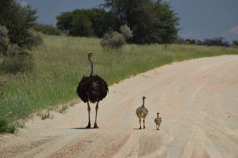 Kgalagadi Transfrontier Park