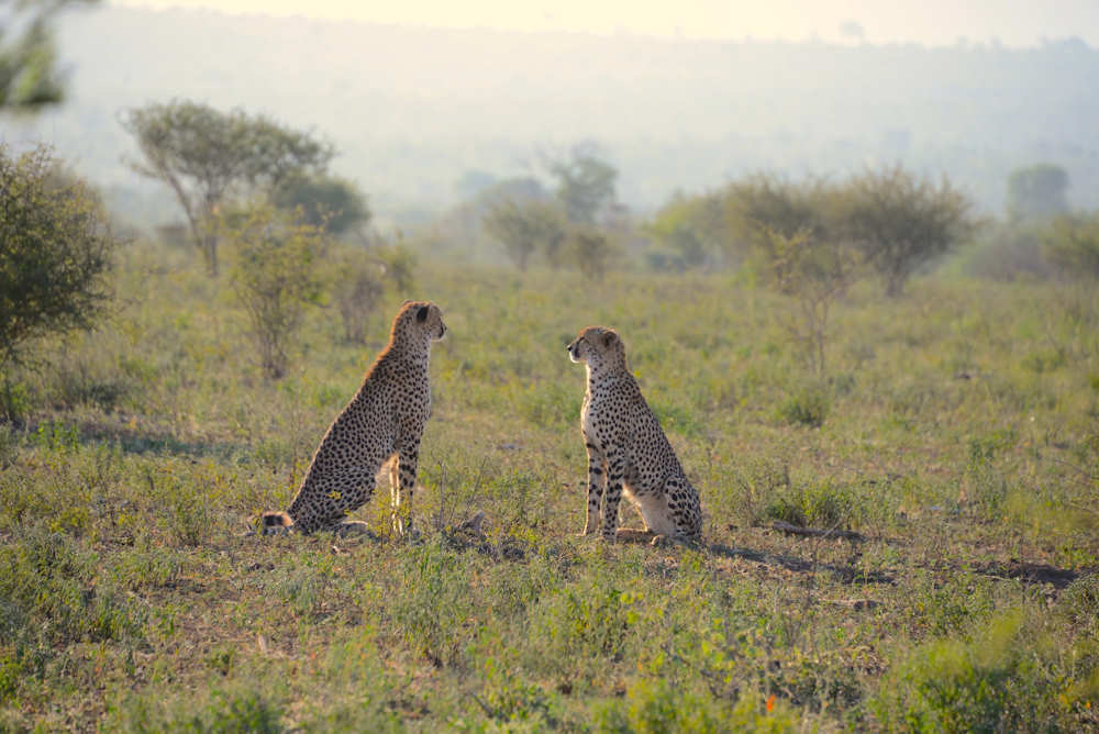 Krüger Nationalpark