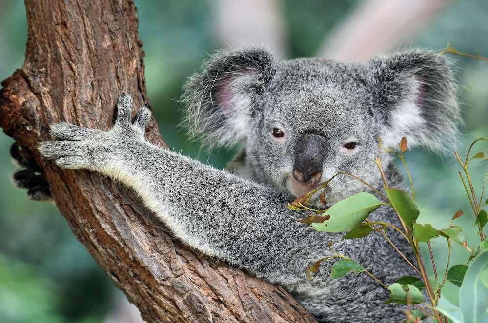 Koala Australien